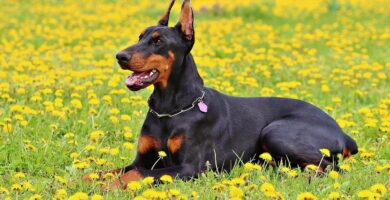 Raza doberman