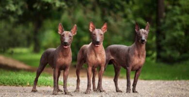Xoloitzcuintle perro azteca de mexico