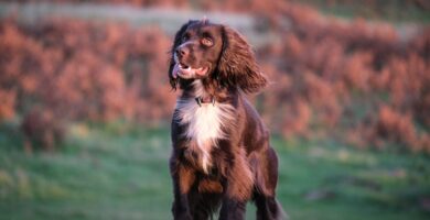 Boykin Spaniel