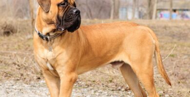 Bullmastiff cachorro