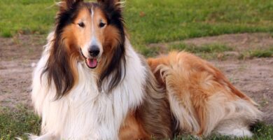 Collie de pelo largo